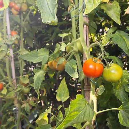 דירה With Parking Space Punat, Krk - 14111 *